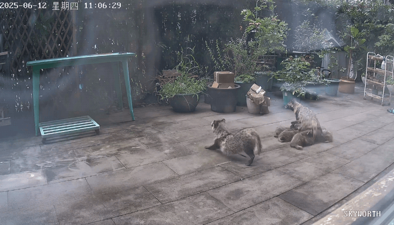 皇冠信用网在线申请_上海一小区居民苦恼新邻居:突然搬来让人提心吊胆皇冠信用网在线申请!不能抓不能打