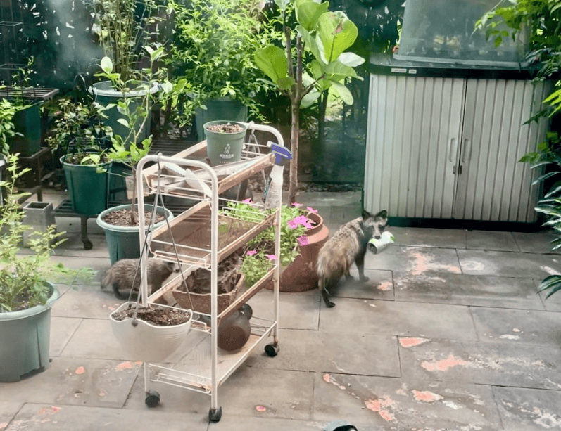 皇冠信用网在线申请_上海一小区居民苦恼新邻居:突然搬来让人提心吊胆皇冠信用网在线申请!不能抓不能打