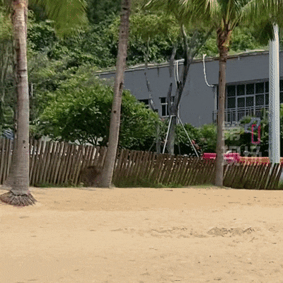 皇冠信用网出租足球
_“没想到海里会有野猪皇冠信用网出租足球
!” 深圳大梅沙一女子被撞致骨折