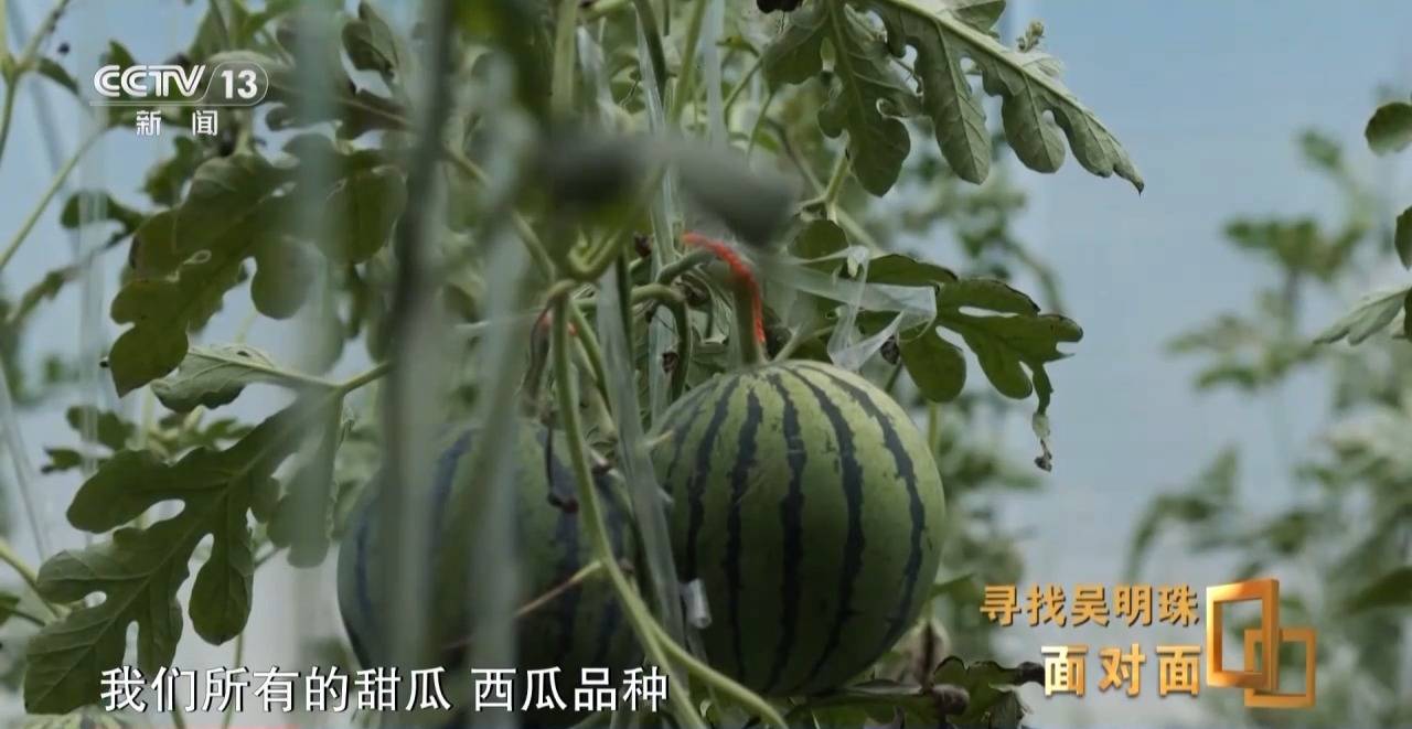 皇冠信用网出租足球
_面对面丨中国人的吃瓜自由要感谢她皇冠信用网出租足球
！吴明珠说她的一生就是结几个好瓜献给人民