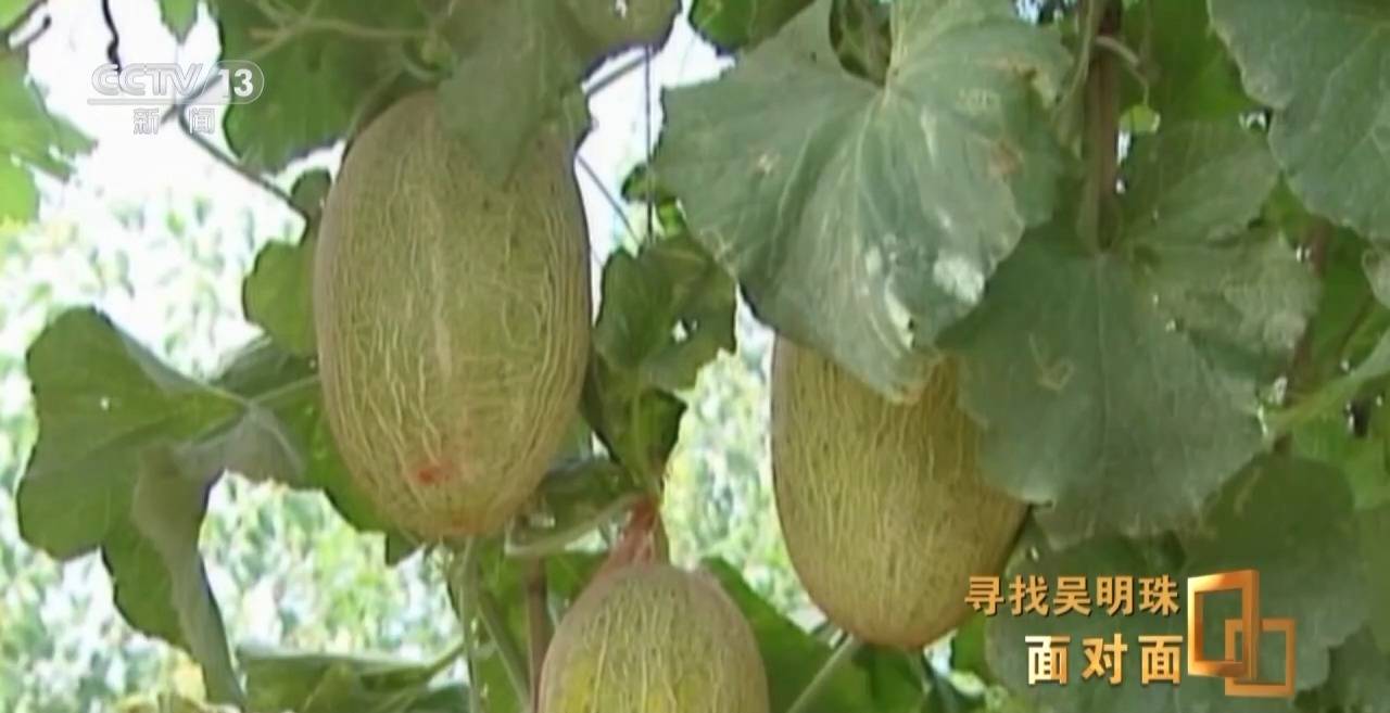 皇冠信用网出租足球
_面对面丨中国人的吃瓜自由要感谢她皇冠信用网出租足球
！吴明珠说她的一生就是结几个好瓜献给人民