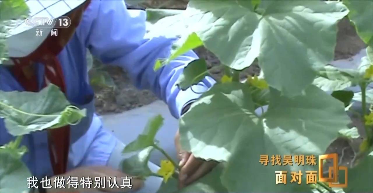 皇冠信用网出租足球
_面对面丨中国人的吃瓜自由要感谢她皇冠信用网出租足球
！吴明珠说她的一生就是结几个好瓜献给人民