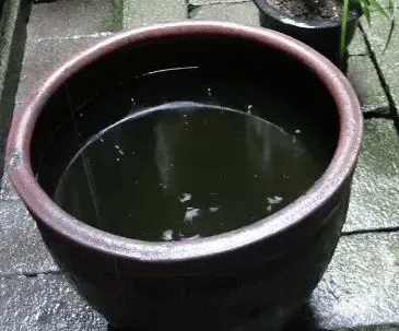 皇冠信用网账号注册
_家里的这几个地方皇冠信用网账号注册
，正悄悄“养”出花斑蚊！快自查→