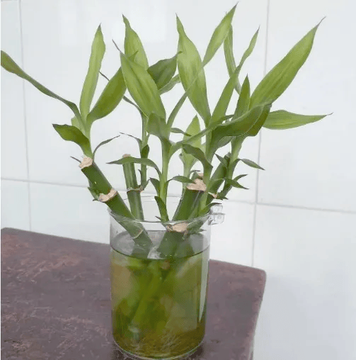 皇冠信用网账号注册
_家里的这几个地方皇冠信用网账号注册
，正悄悄“养”出花斑蚊！快自查→