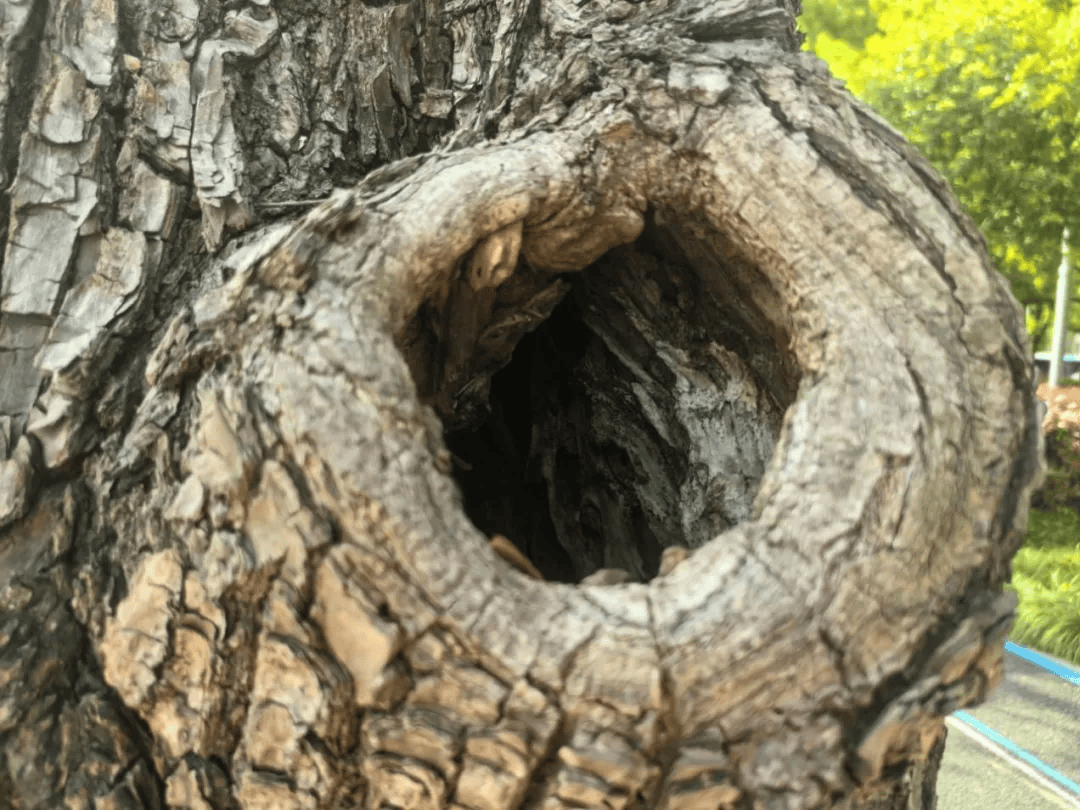 皇冠信用网账号注册
_家里的这几个地方皇冠信用网账号注册
，正悄悄“养”出花斑蚊！快自查→