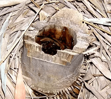 皇冠信用网账号注册
_家里的这几个地方皇冠信用网账号注册
，正悄悄“养”出花斑蚊！快自查→